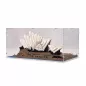 Preview: 10234 Sydney Opera House Display Case