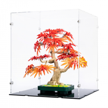 Preview: 10348 Japanese Red Maple Bonsai Tree - Display Case