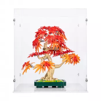 10348 Japanese Red Maple Bonsai Tree - Display Case